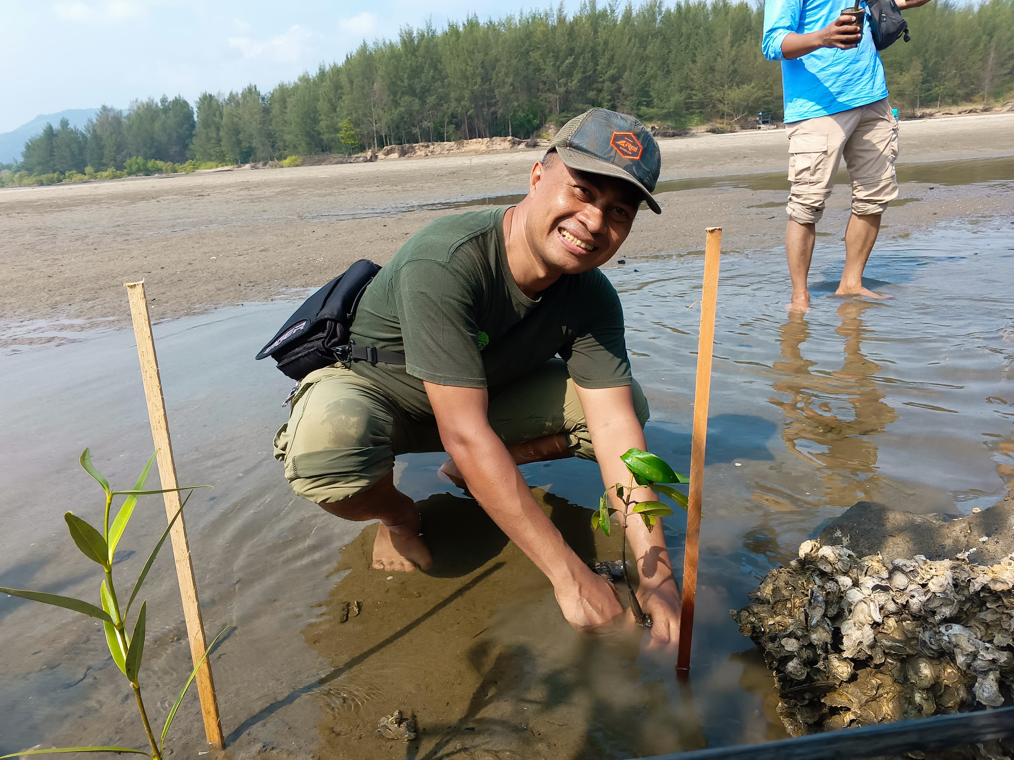 Planting mangrove